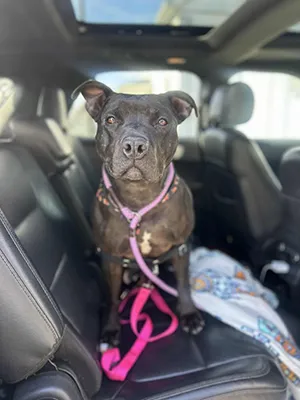Baxter on a field trip